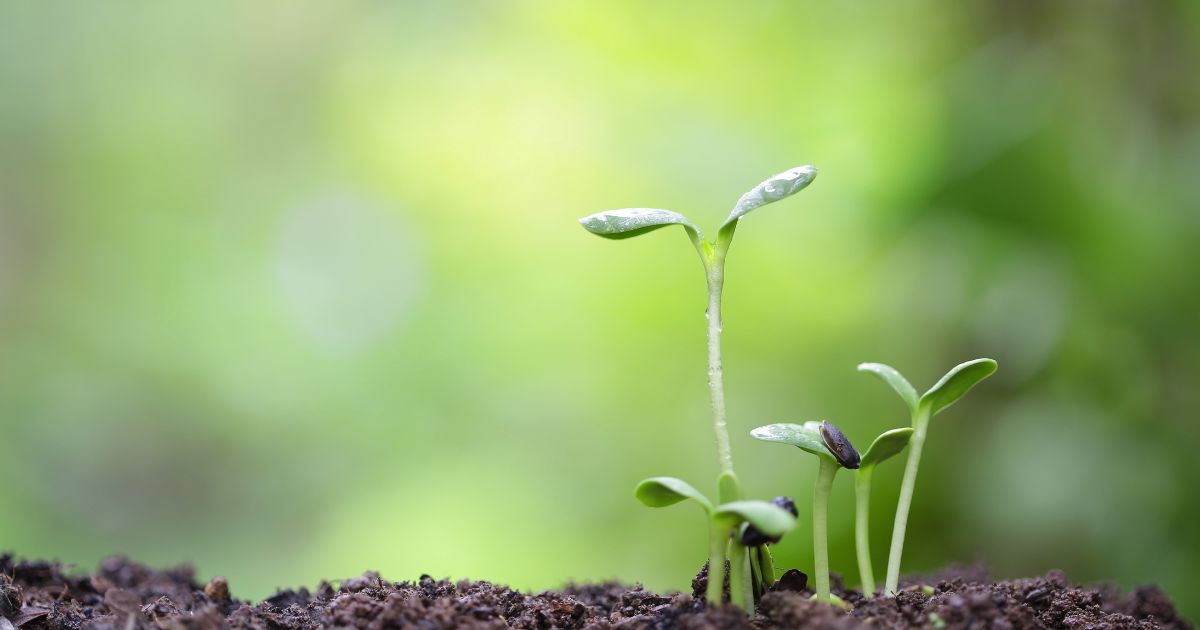 【理科大生とまなぶ！】植物の不思議